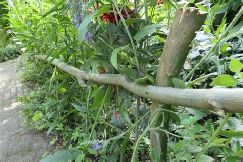 Plantensteunen Maken Van Wilgentenen Zo Doe Je Dat Groene Passies