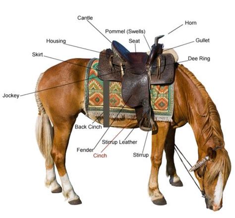 Anatomy Of The Western Saddle