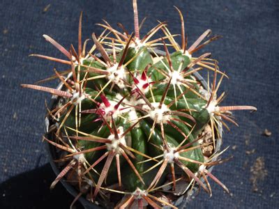 Ferocactus Fordii V Borealis Southfield Nurseries