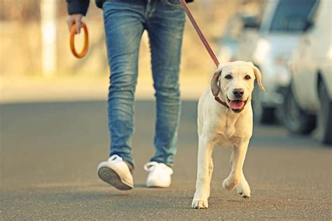 Tips And Tricks To Become A Dog Walker On Wag Our Fit Pets