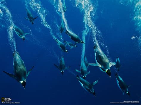 Emperor Penguin Swimming