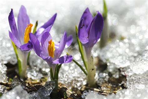 20 marca to dzień równonocy wiosennej i czas święta Ostara