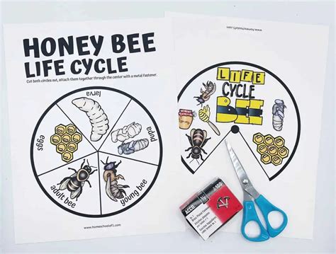 Life Cycle Of A Bee Worksheet 8 Free Printables