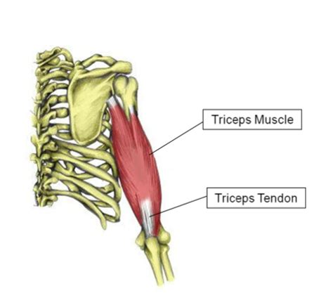 triceps tendon tear phoenix shoulder  knee