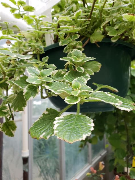 Plectranthus coleoides var. 'variegata' | Bessey Greenhouse (Richard W ...