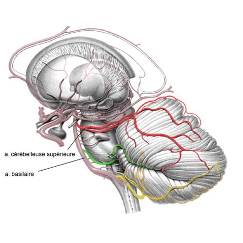 La Vascularisation Le Cervelet