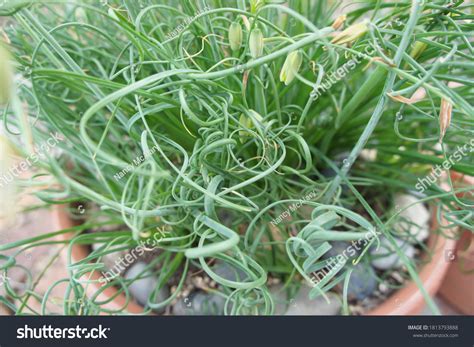 Frizzle Sizzle Flower Stock Photos - 12 Images | Shutterstock