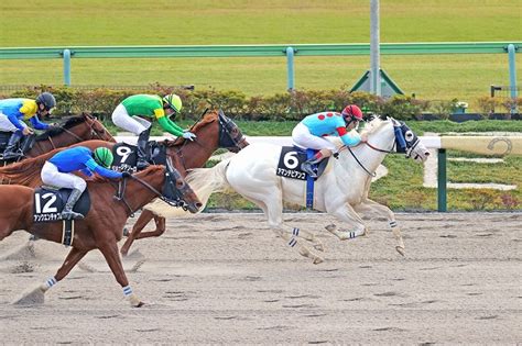 アマンテビアンコの競走成績・血統・次走情報はwin競馬