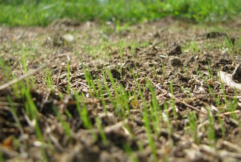 The Perfect Timing And Technique To Tackle Crabgrass