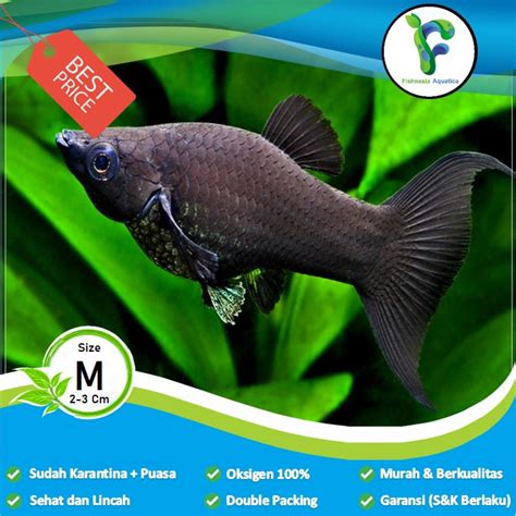 Jual Ikan Hias Aquascape Black Molly Molly Balon Molly Black Shopee