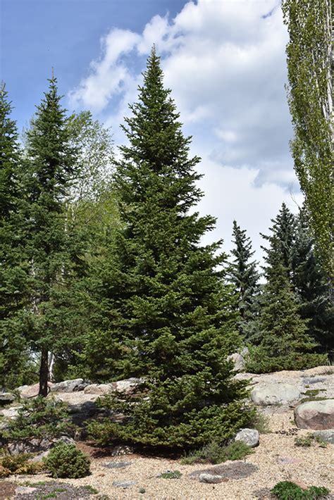 Alpine Fir Abies Lasiocarpa In Issaquah Seattle Bellevue Redmond