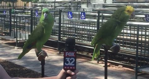 Parrots Hilariously Break Out In Song While Being Interviewed