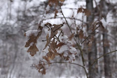 Oak Leaves In Snow In Winter Forest Stock Photo Image Of Tree Snow