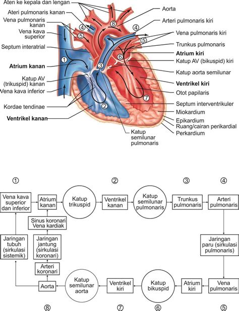 Mengenal Jantung Dan Posisi Jantung Yang Sebenarnya Kurikulum 2013