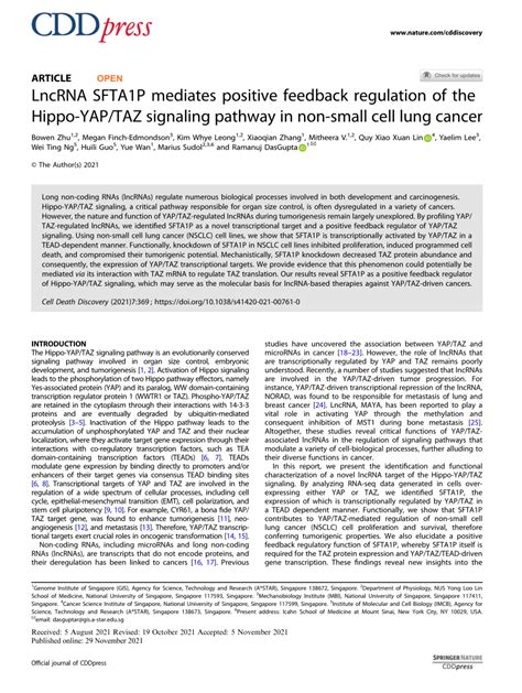 Pdf Lncrna Sfta P Mediates Positive Feedback Regulation Of The Hippo