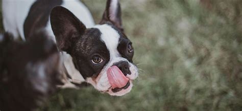 Decifrando As Lambidas Excessivas O Que Significa Quando O Cachorro Te