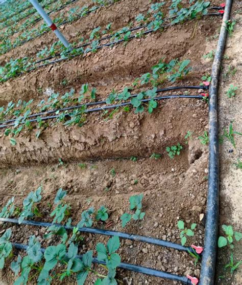 1 Hectare Model Agriculture Drip Irrigation Tape System Farm Wholesale 16mm Drip Irrigation Pipe