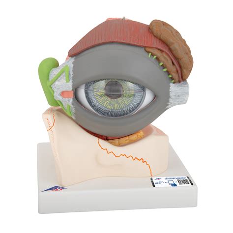 Eye Anatomy Model