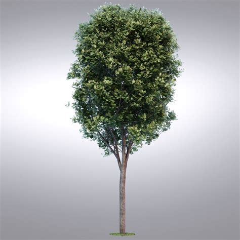 Hi Realistic Series Tree 018 3d Model 39 Fbx Obj Max Free3d