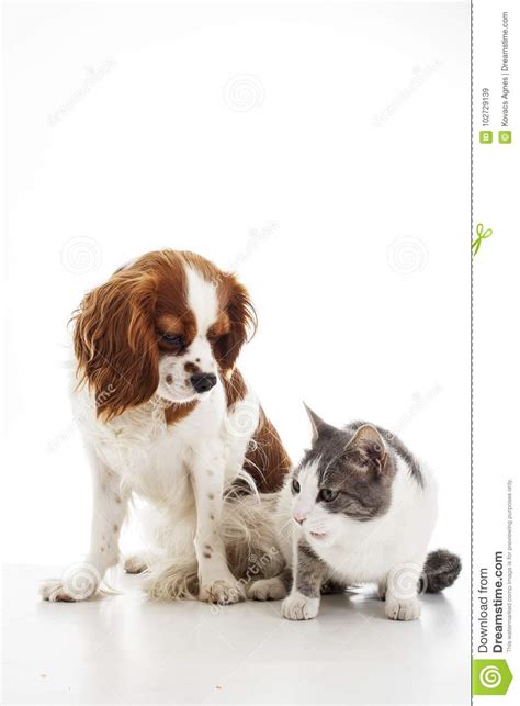 Amigos Animais Do Animal De Estimação Amigos Do Gato E Do Cão O