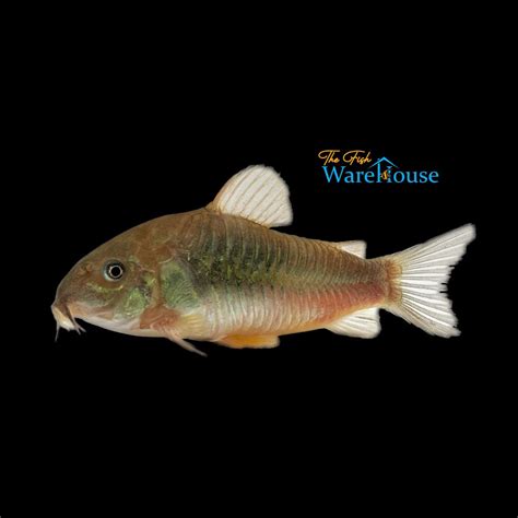 Green Aeneus Cory (Corydoras aeneus) – The Fish Warehouse