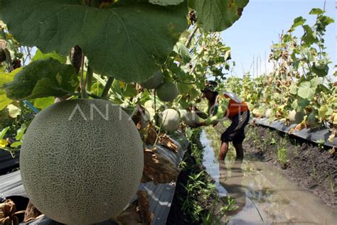 Panen Buah Melon Antara Foto