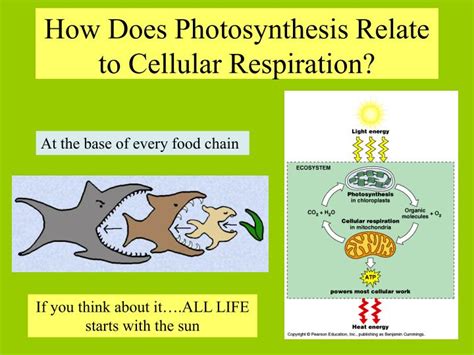 Ppt Photosynthesis And Cellular Respiration February 22 2014 Nancy