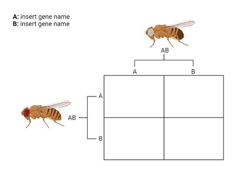 Drosophila Punnett Square Layout 2x2 Biorender Science Templates