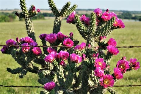 Pink Tree Cholla Cactus Blooms Free Stock Photo Public Domain Pictures