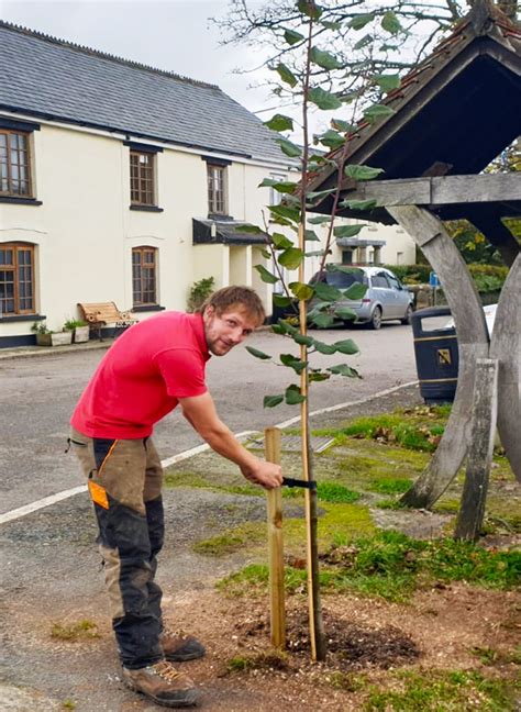 Tree Safety And Bs5837 Planning And Development Surveys Taunton Somerset