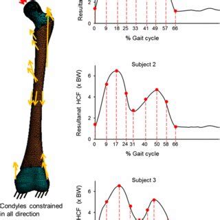 Octahedral Shear Stress Hydrostatic Stress And Osteogenic Index On