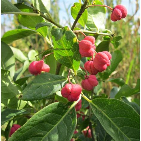 Euonymus Europaeus Fusain Deurope