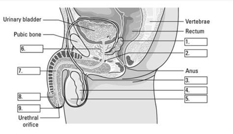 Male Reproductive System Diagram Quizlet