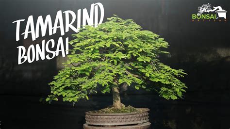 How To Transfer Big Tob To Bonsai Pot Tamarindus Indica Bonsai For Beginner Kh Aqib Jabed