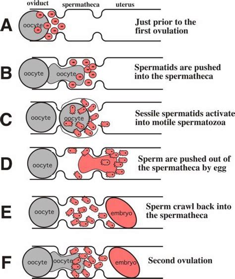 Figure 3 Summary Of Gamete Interactions In The Hermaphrodite During