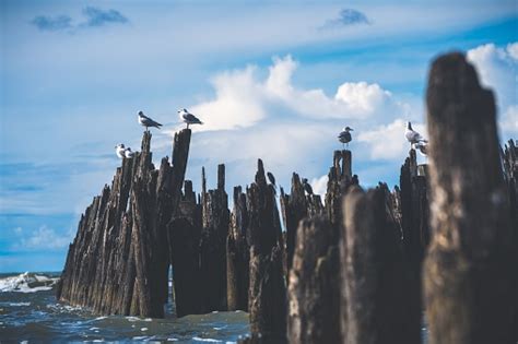 Free Stock Photo Of Seagulls On Wood Logs Download Free Images And