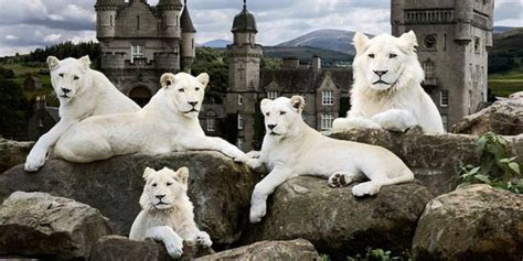 White lions | DinoAnimals.com