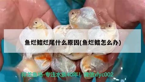 鱼烂鳍烂尾什么原因鱼烂鳍怎么办 观赏鱼 龙鱼批发祥龙鱼场广州观赏鱼批发市场