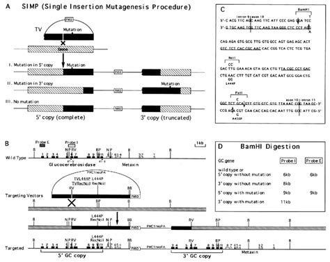 The nucleotide sequence of the gene for glucocerebrosidase enzyme... | Download Scientific Diagram