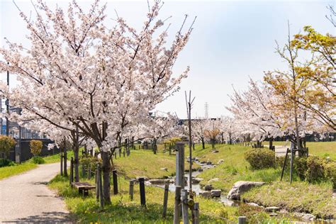 見上げて歩く、桜さんぽ。春の枚方のおすすめお花見名所【枚方まとめ】 大阪府枚方市の観光情報誌『ひらいろ』