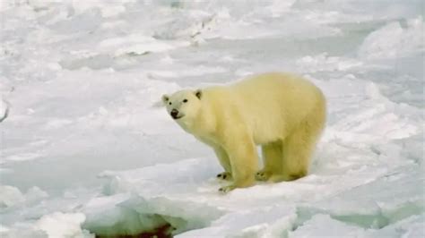 Matan A Tiros A Un Oso Polar Tras Atacar A Un Guardia De Un Crucero En