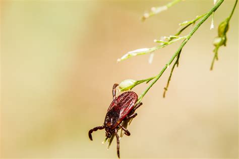 Cowzdrowiu Jak Nie Usuwa Kleszcza Kiedy Potrzebna Pomoc Lekarza