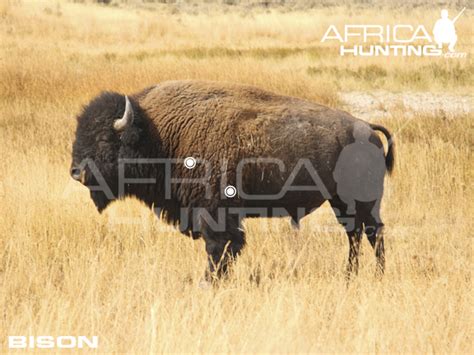 HUNTING Bison | AfricaHunting.com