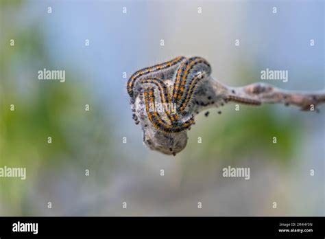 Caterpillar Of Black Veined White Aporia Crataegi Stock Photo Alamy