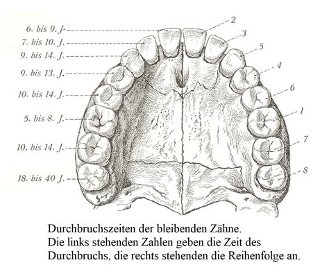 Z Hne Dentes Atlas Der Deskriptiven Anatomie Des Menschen