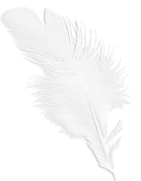 PNG پر سفید White Feather PNG Free Download