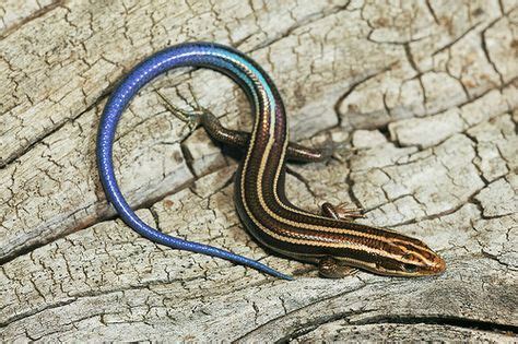 63 Bubuli - Skink ideas | reptiles and amphibians, lizard, amphibians