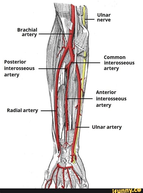 Ulnar Nerve Brachial Artery Common Posterior Interosseous Interosseous