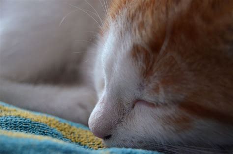 Maxfields Blogg: Lilla katten Tintin