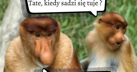 Kiedy Sadzi Sie Tuje LOLS PL